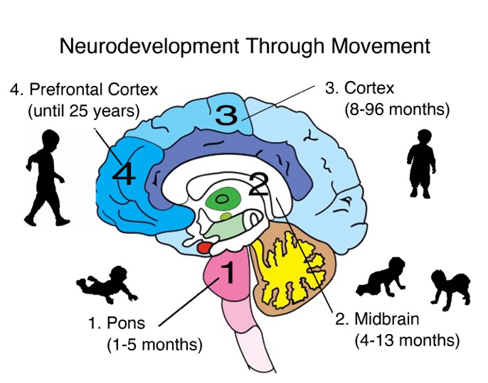 Neuro Clinic Brain Development Neuro Clinic Neuro Clinic Brain Development Neuro Clinic