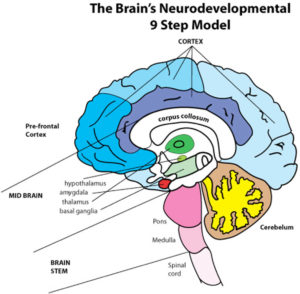 neurodevelopmental_9_step_modal